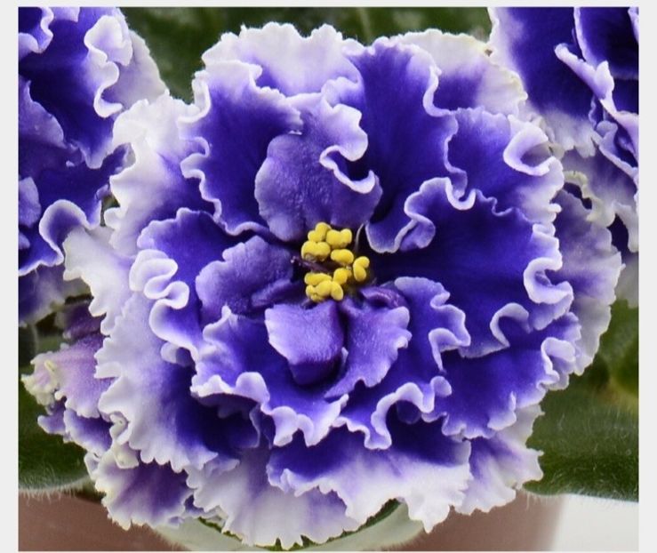 Poza net - KZ-Atlant