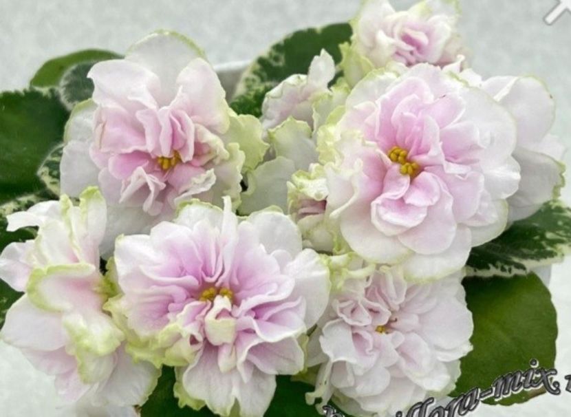 Poza net - AV-Obiekt Zhelaniia