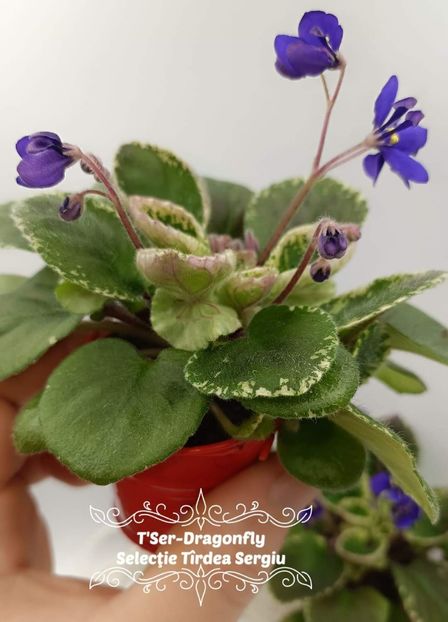  - Violeta Tser Dragonfly