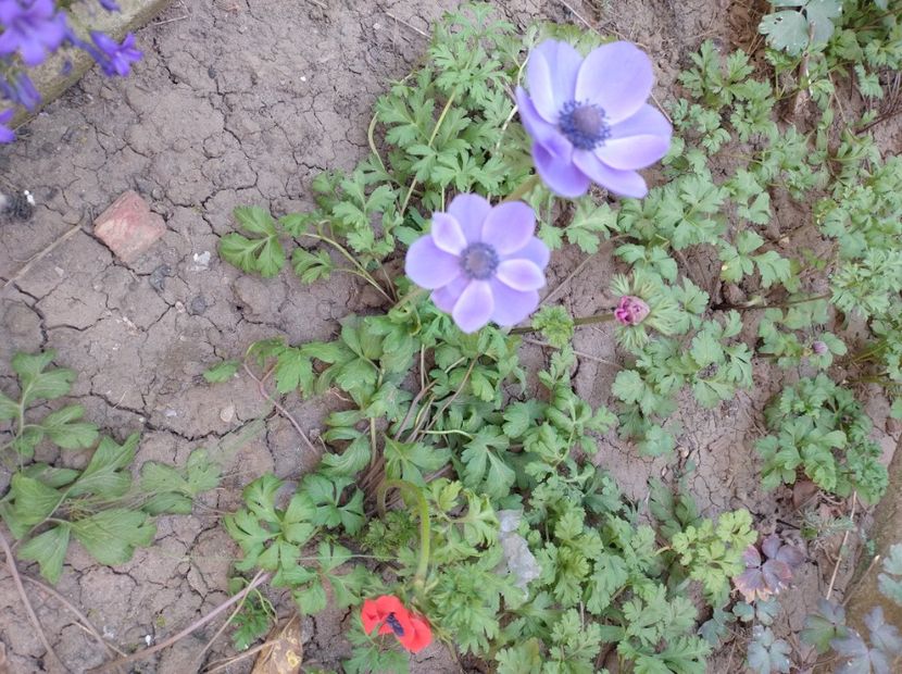  - Flori de gradină-2024