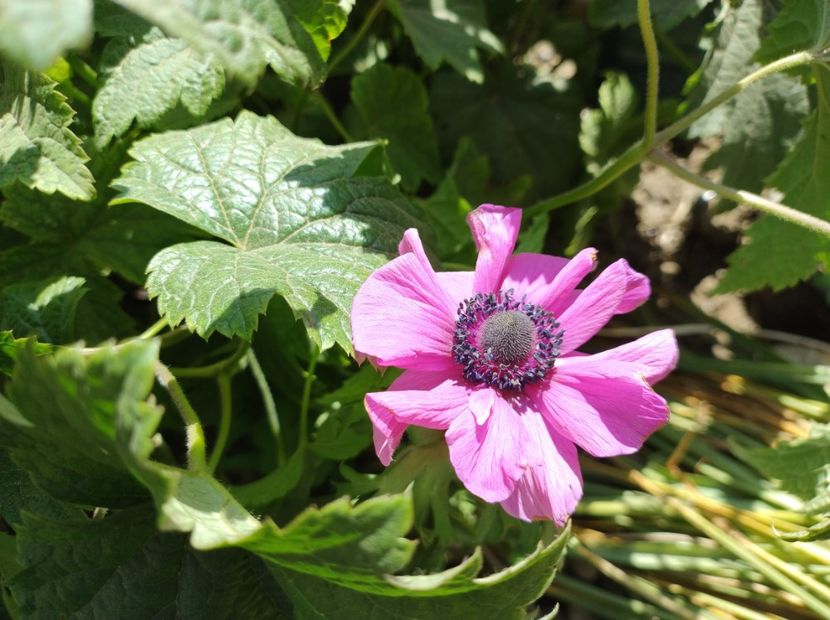  - Flori de gradină-2024