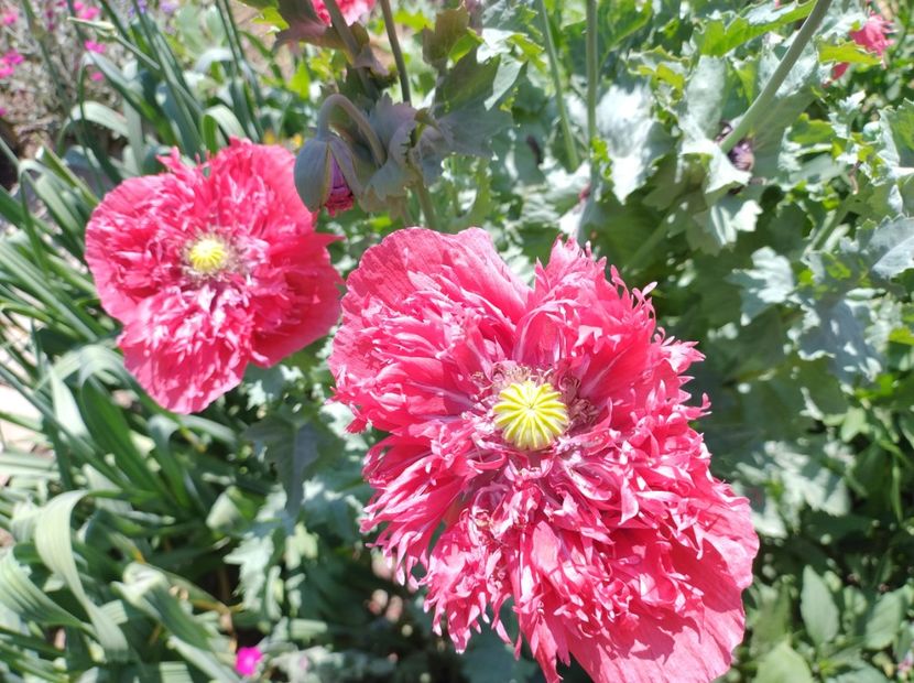  - Flori de gradină-2024