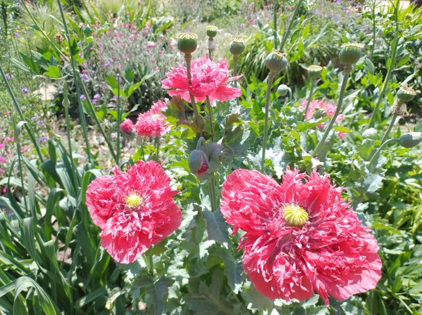  - Flori de gradină-2024