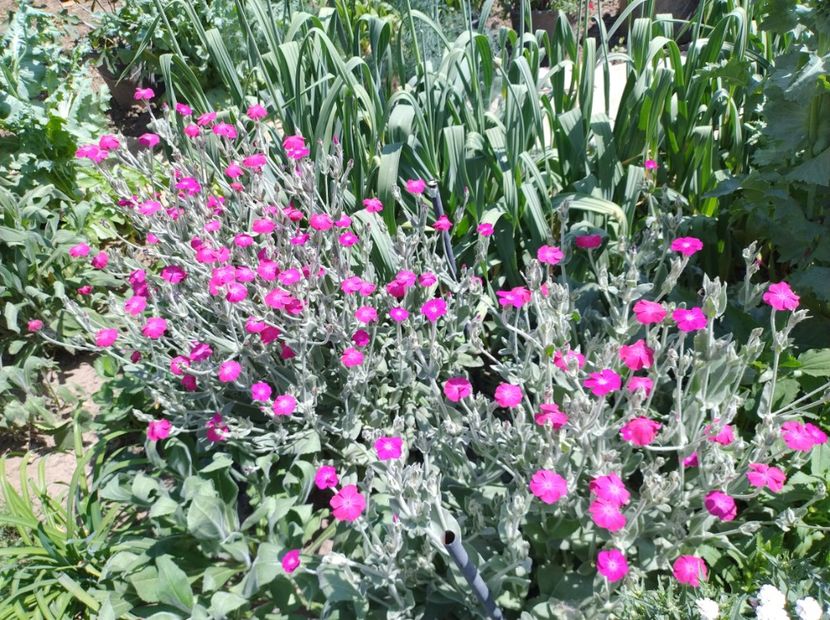  - Flori de gradină-2024