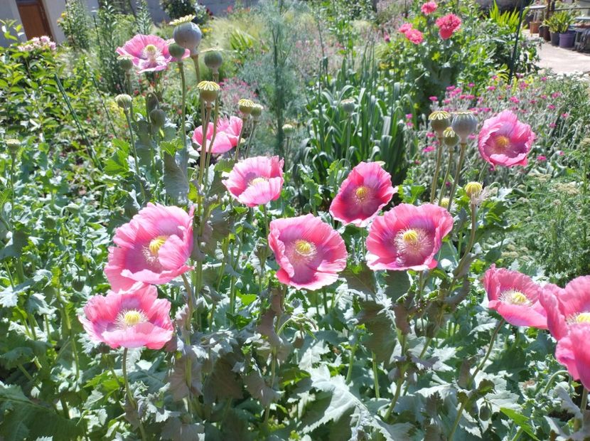  - Flori de gradină-2024