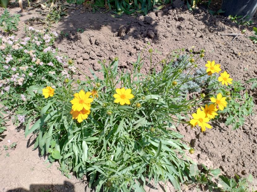  - Flori de gradină-2024