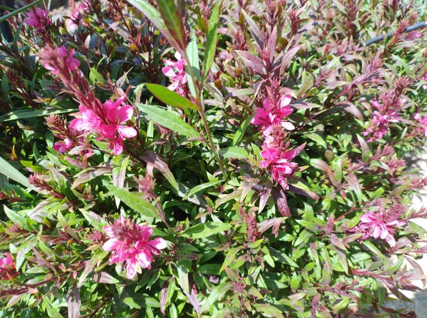  - Flori de gradină-2024