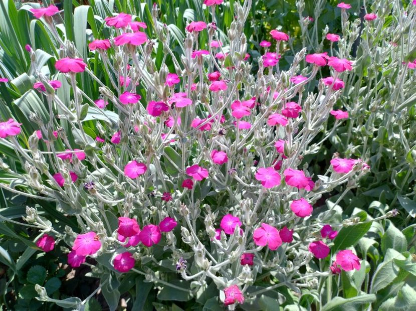  - Flori de gradină-2024