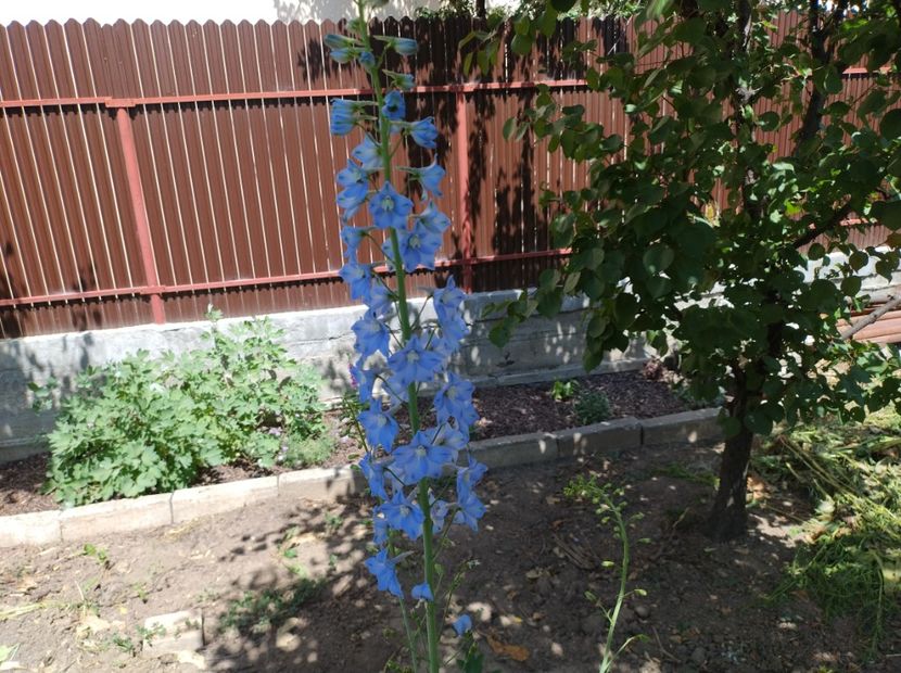  - Flori de gradină-2024