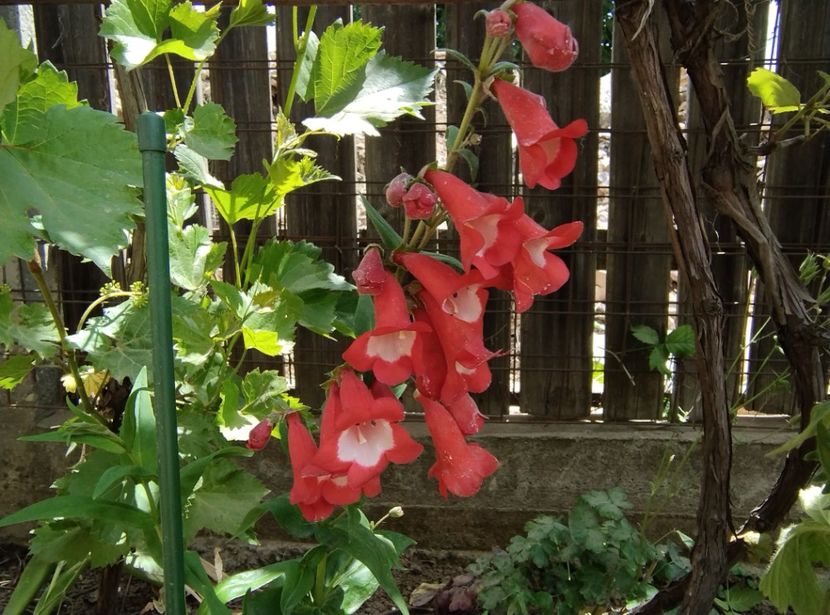  - Flori de gradină-2024