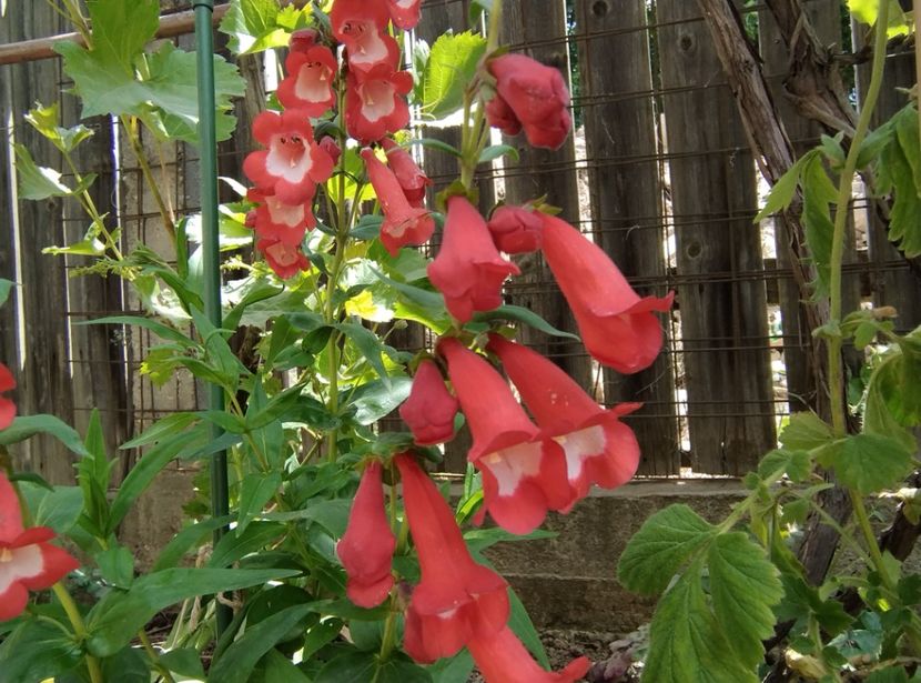  - Flori de gradină-2024