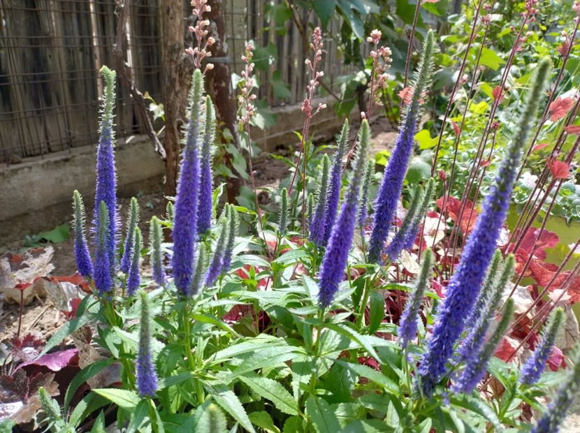  - Flori de gradină-2024