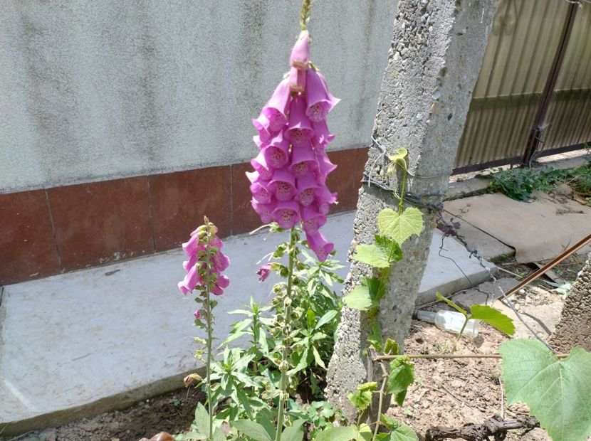  - Flori de gradină-2024