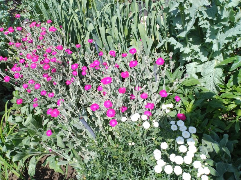  - Flori de gradină-2024