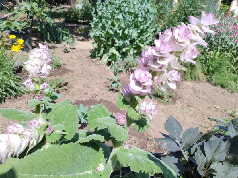  - Flori de gradină-2024