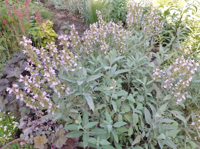  - Flori de gradină-2024