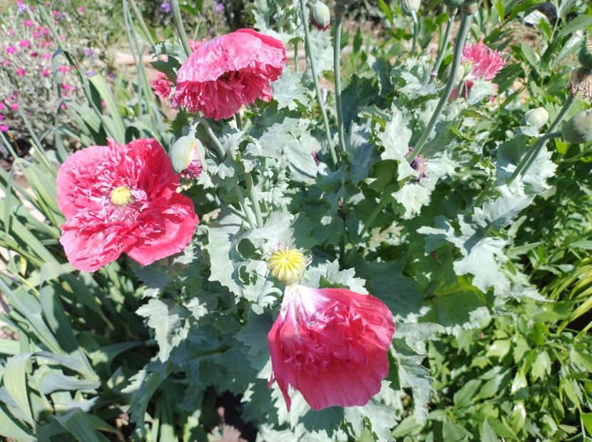  - Flori de gradină-2024