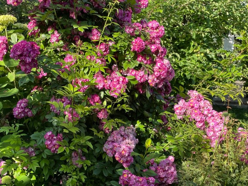  - 001 Trandafiri 2024