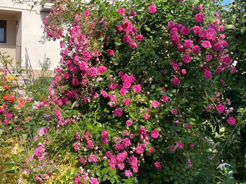  - 001 Trandafiri 2024