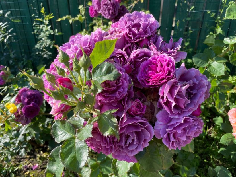  - 001 Trandafiri 2024