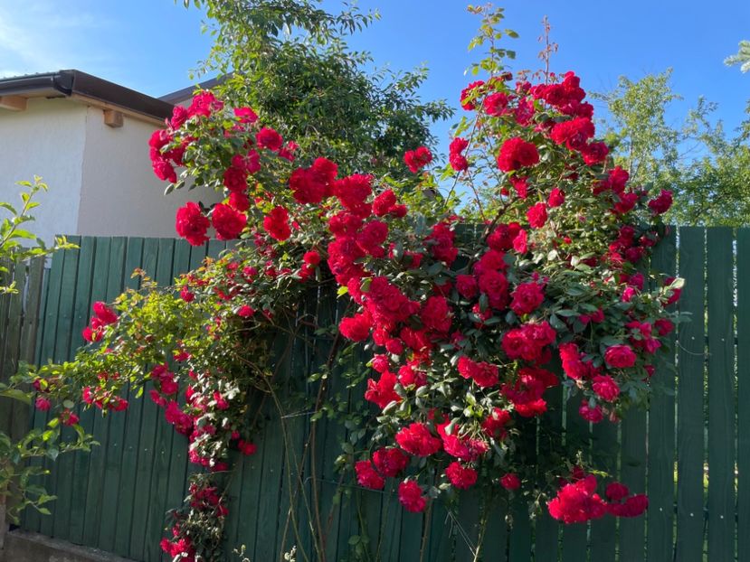  - 001 Trandafiri 2024