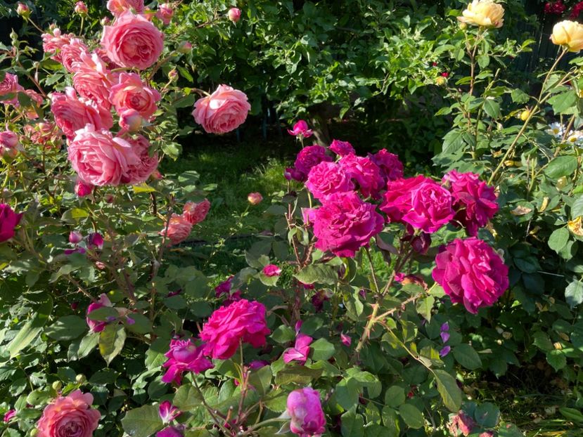  - 001 Trandafiri 2024