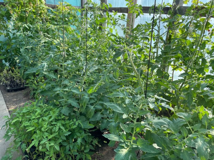  - 001 Gradina de legume 2023-2024-2025