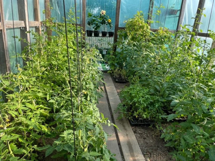  - 001 Gradina de legume 2023-2024-2025