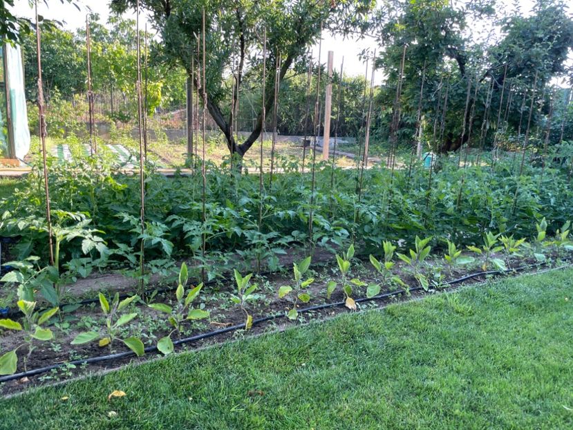  - 001 Gradina de legume 2023-2024-2025