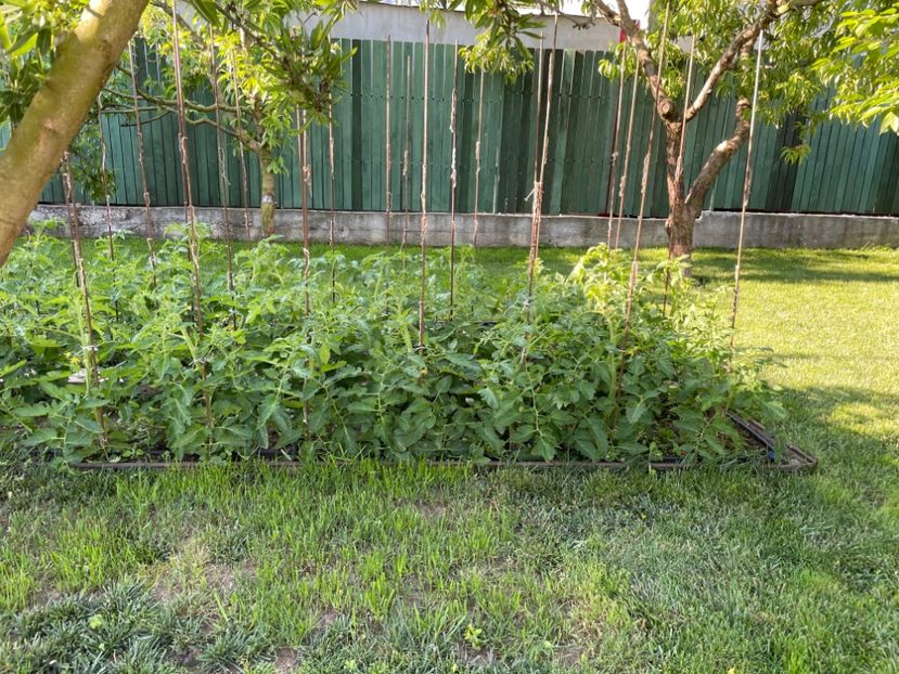 - 001 Gradina de legume 2023-2024-2025
