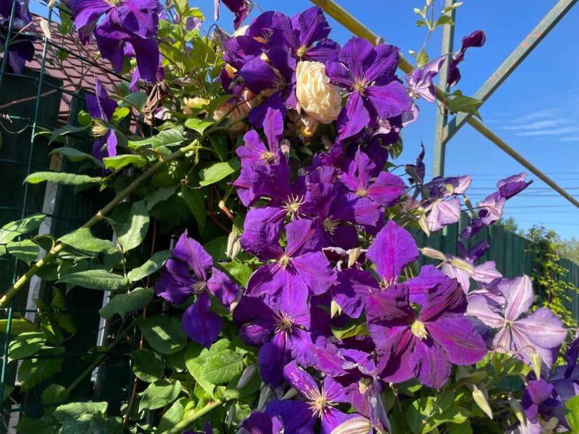  - 002 Grădina 2024 2