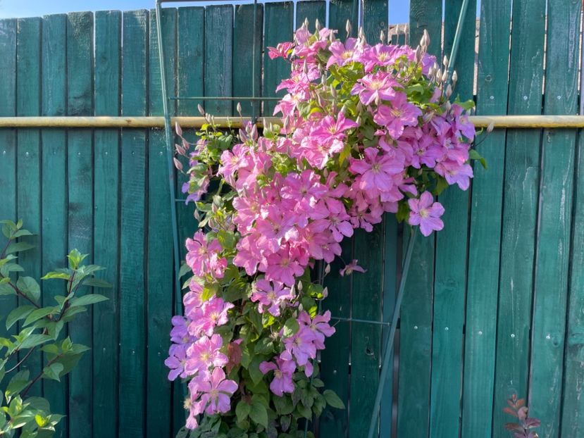  - 002 Grădina 2024 2