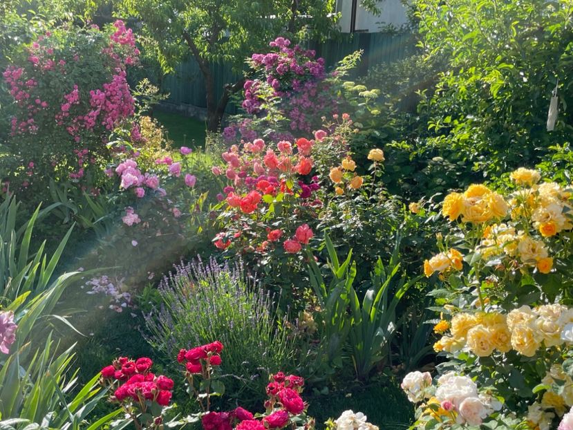  - 002 Grădina 2024 2