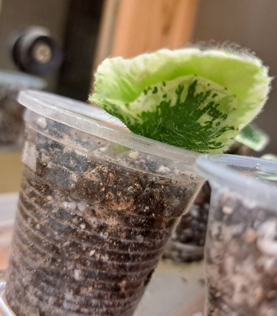  - Violeta Tser Dragonfly