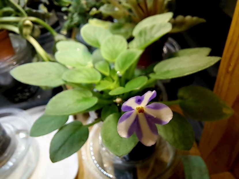  - Violeta Pony Ride - flower chimera