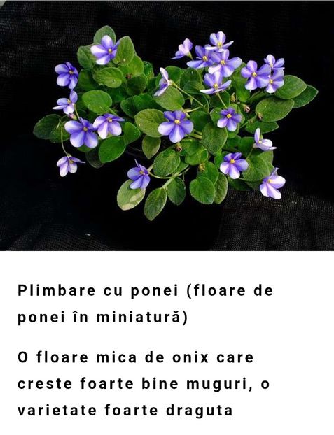  - Violeta Pony Ride - flower chimera