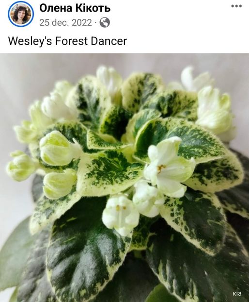  - Violeta Wesley Forest Dancer