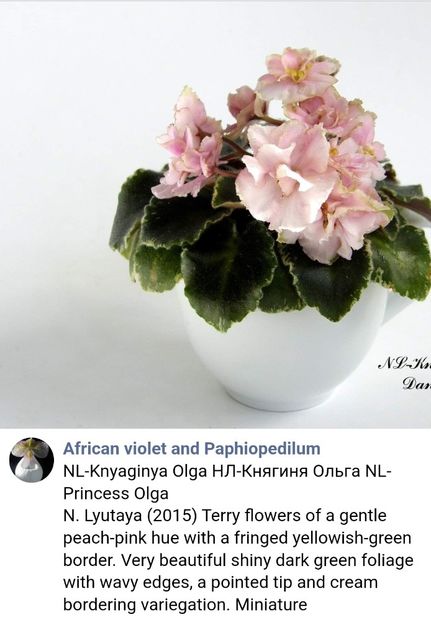  - Violeta NL Kniaginia Olga