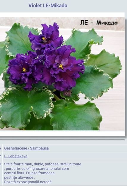  - Violeta LE Mikado