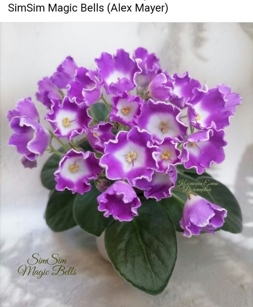  - Violeta Sim sim magic bells