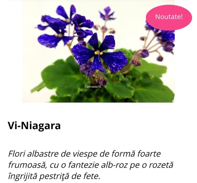  - Violeta Vi Niagara