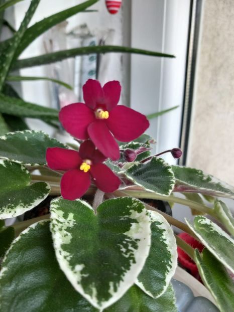  - Violeta Mac s rouge rogue