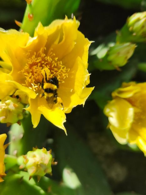  - Gradina si terasa PrimaLuce_6-Animalutele noastre