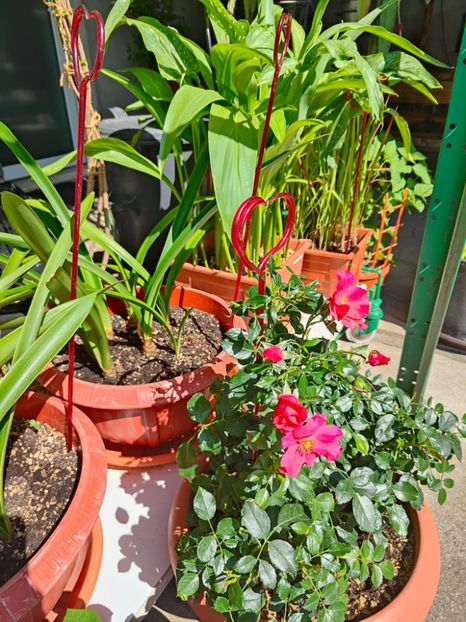 Rosa "Stadt Rom" - Gradina si terasa PrimaLuce__11-Hello 2024