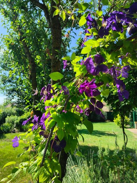 Clematis hybr. - Gradina si terasa PrimaLuce__11-Hello 2024