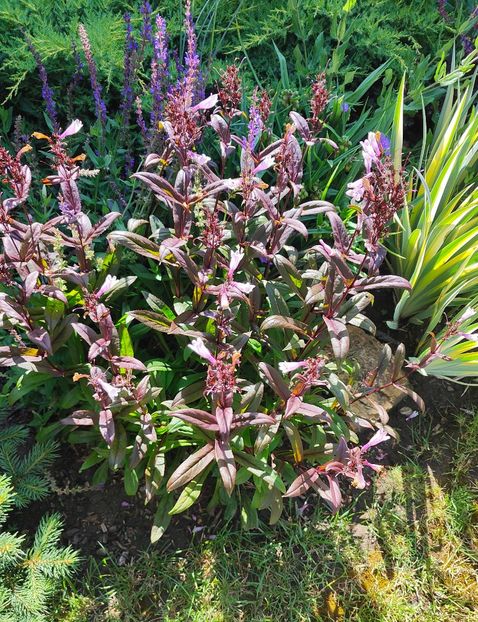 penstemon "dark towers" - Gradina si terasa PrimaLuce__11-Hello 2024