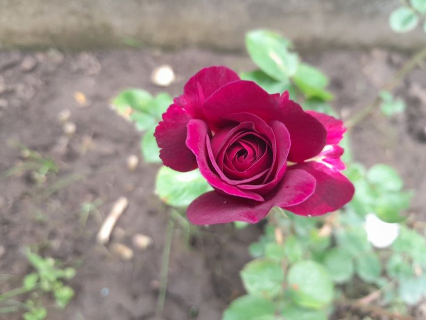 Tradescant - 2024 trandafiri