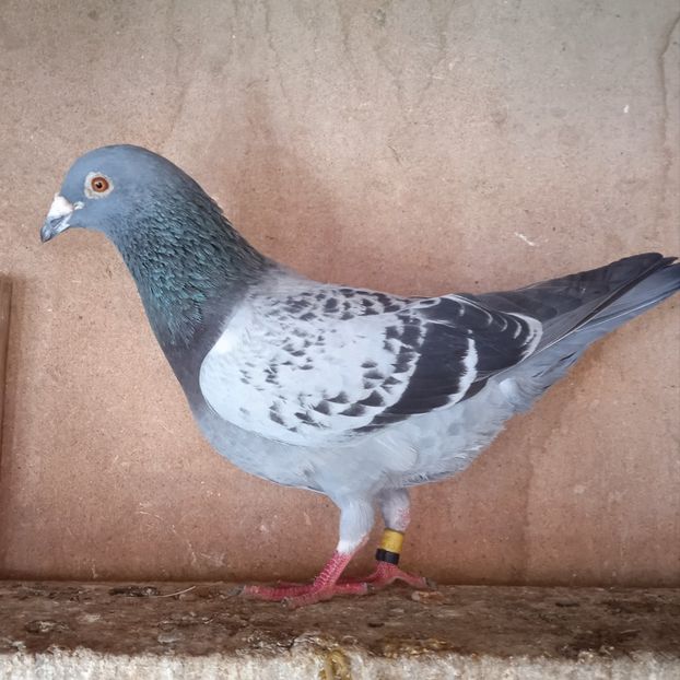 Mascul 19-562 - Stropit