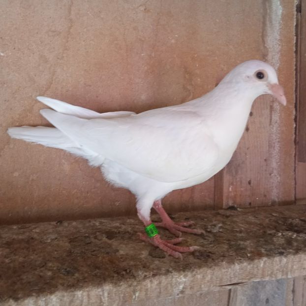 Pui 23-849 - Albi