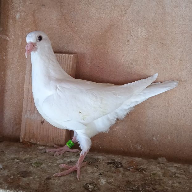 Pui 23-959 - Albi
